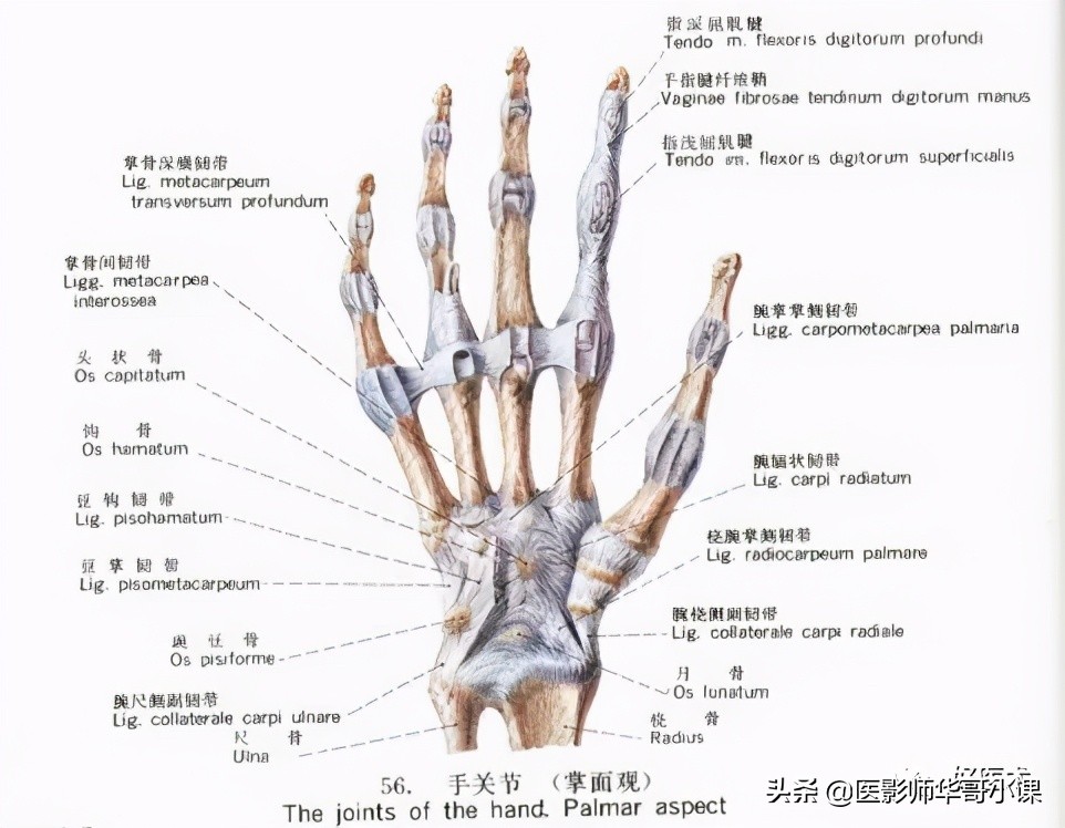 韧带解剖解说视频,韧带解剖图大全书