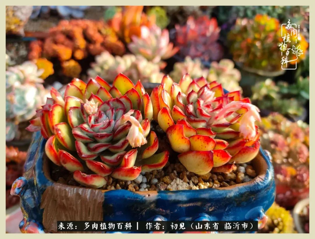 和多肉植物相伴,和多肉相处的心情