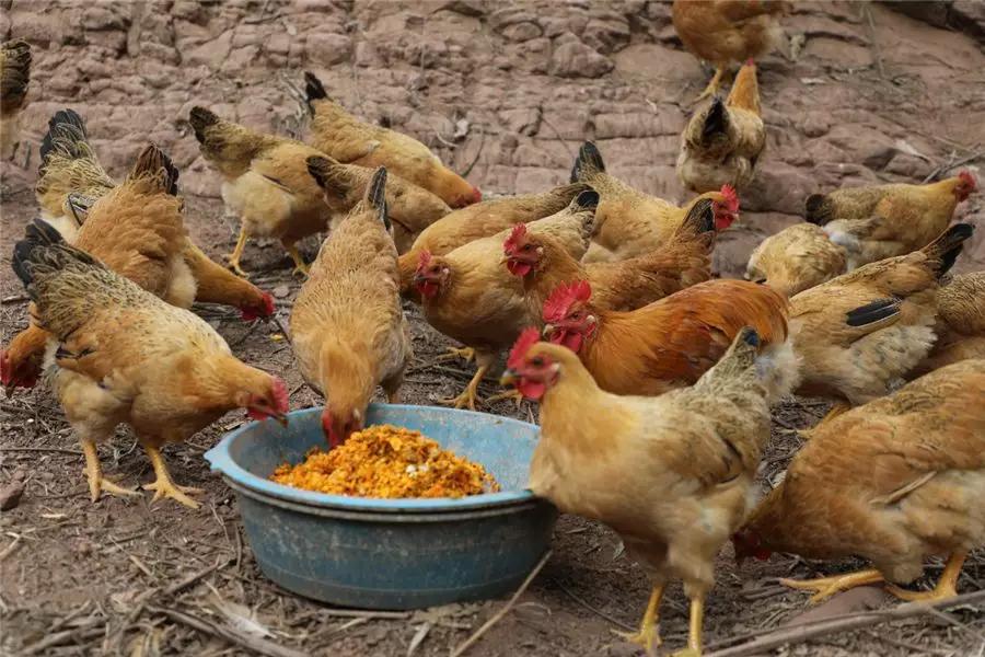 小山村大“鸡”遇良庆区晓元村南瓜鸡带来收获年