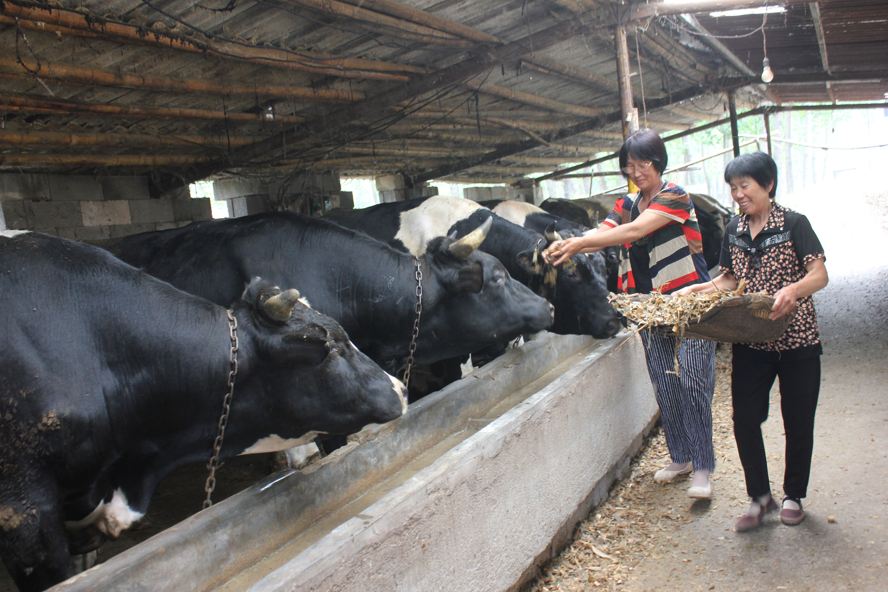 益生菌制剂的正确用法,益生菌制剂使用方法