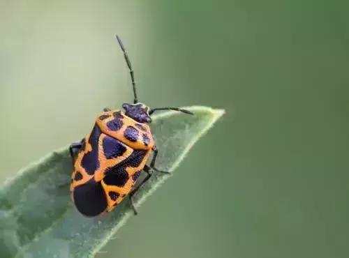 蔬菜苗期地下害虫防治,蔬菜害虫最佳防治方法