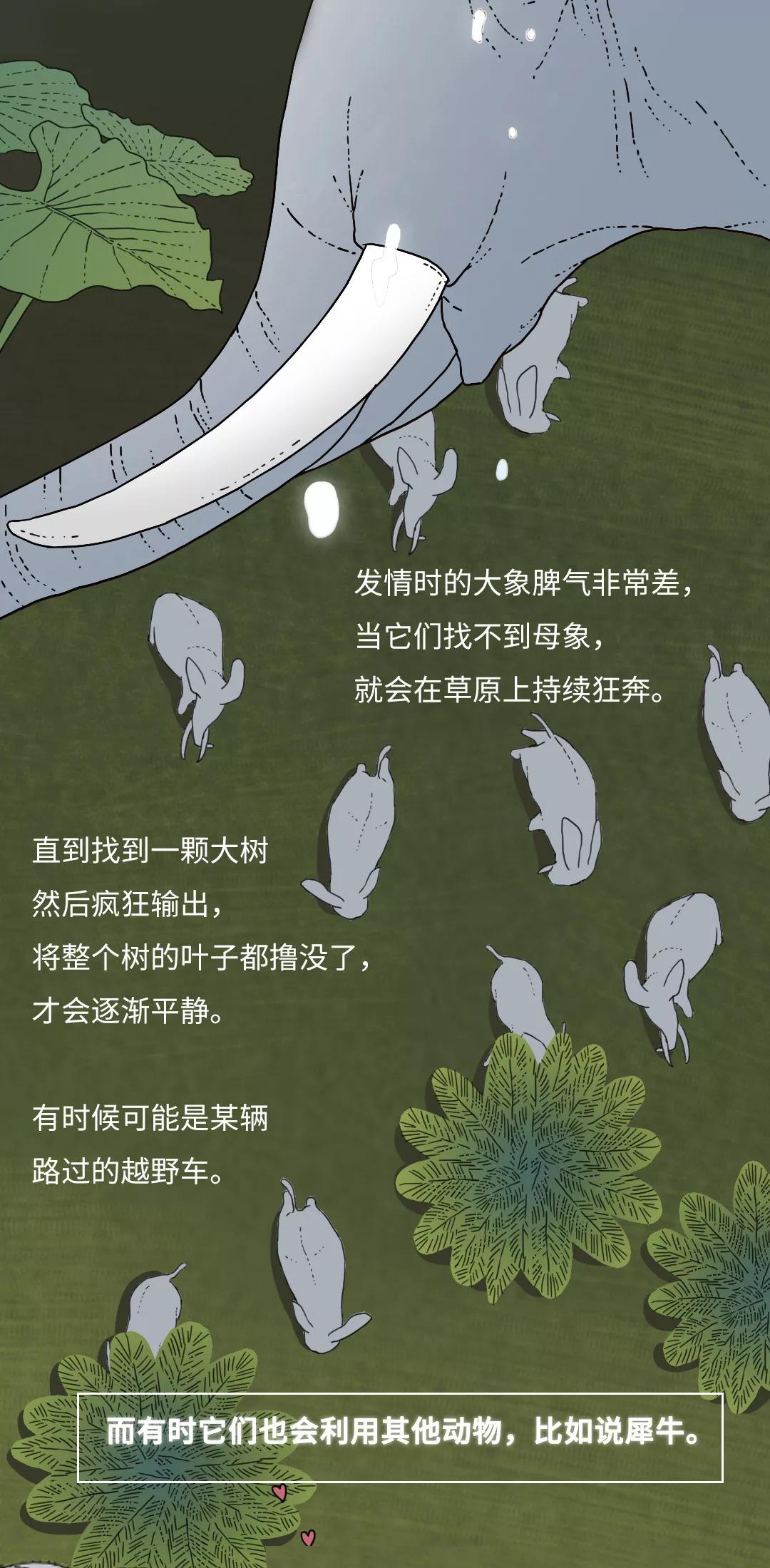 动物怎么上飞机,动物是如何乘坐飞机的