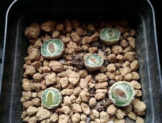 多肉徒长了砍头不用发芽机可以吗,多肉生石花徒长怎么办