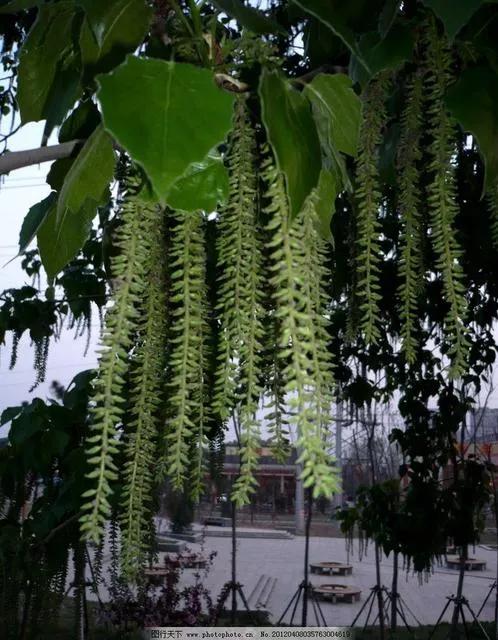 杨树的简介,杨树的全部作品