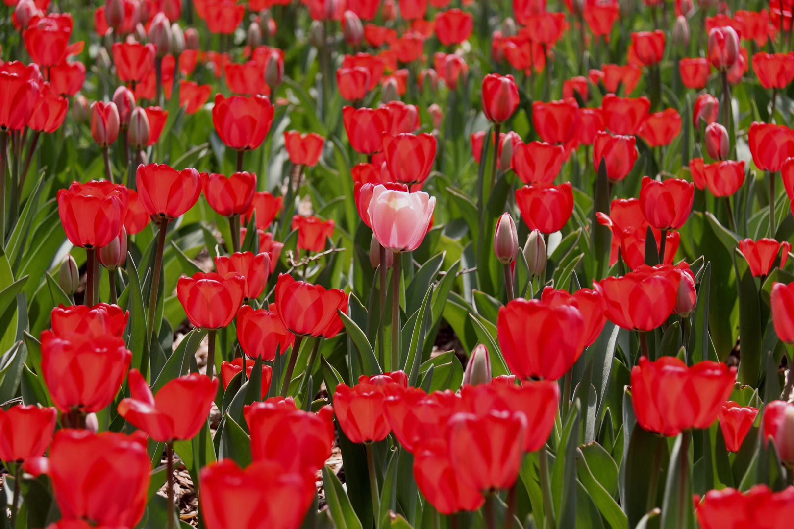 上热门来胶州郁金香花海赏花,胶州植物园郁金香盛开