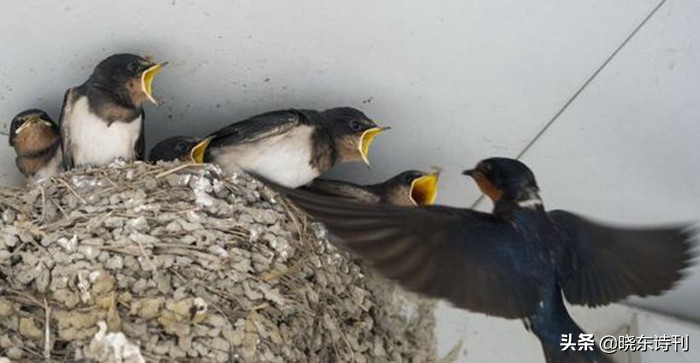 「黎明拾穗」43期诗词41首,首页篇篇造网红,风流戏子逞英雄