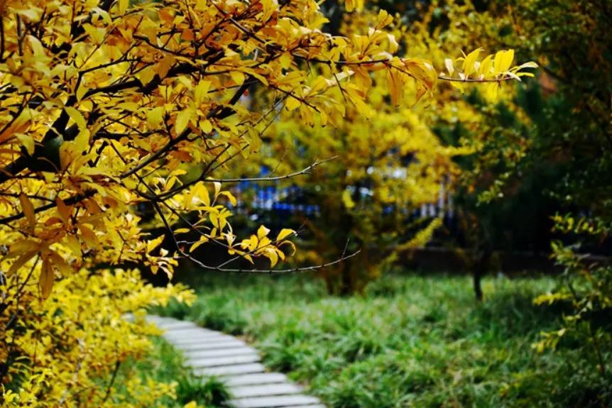 石家庄二中南校区怎么样,石家庄二中怎么样好不好