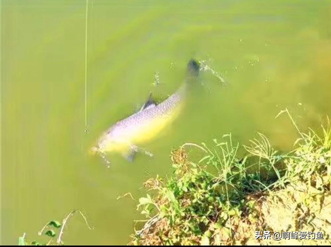 颗粒钓饵钓鱼效果好吗,颗粒窝料钓鱼