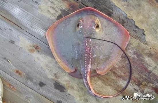 好吃不贵的海鲜种类有哪些,最好吃又最常见海鲜有几种