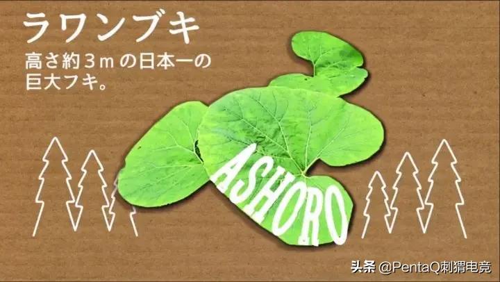 灵魂莲华锤石蠢狸猫,你的调皮小可爱已上线图片