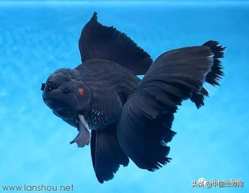 那些企图拿尾巴征服世界的金鱼们