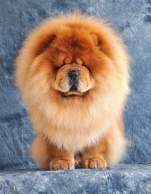 养一只松狮犬真实感受,松狮犬优点和缺点分析图