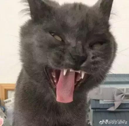 这猫睡姿也太销魂了,猫睡相