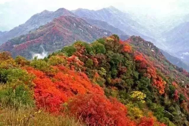 东莞周边11月份赏红叶好去处,东莞观音山看红叶攻略