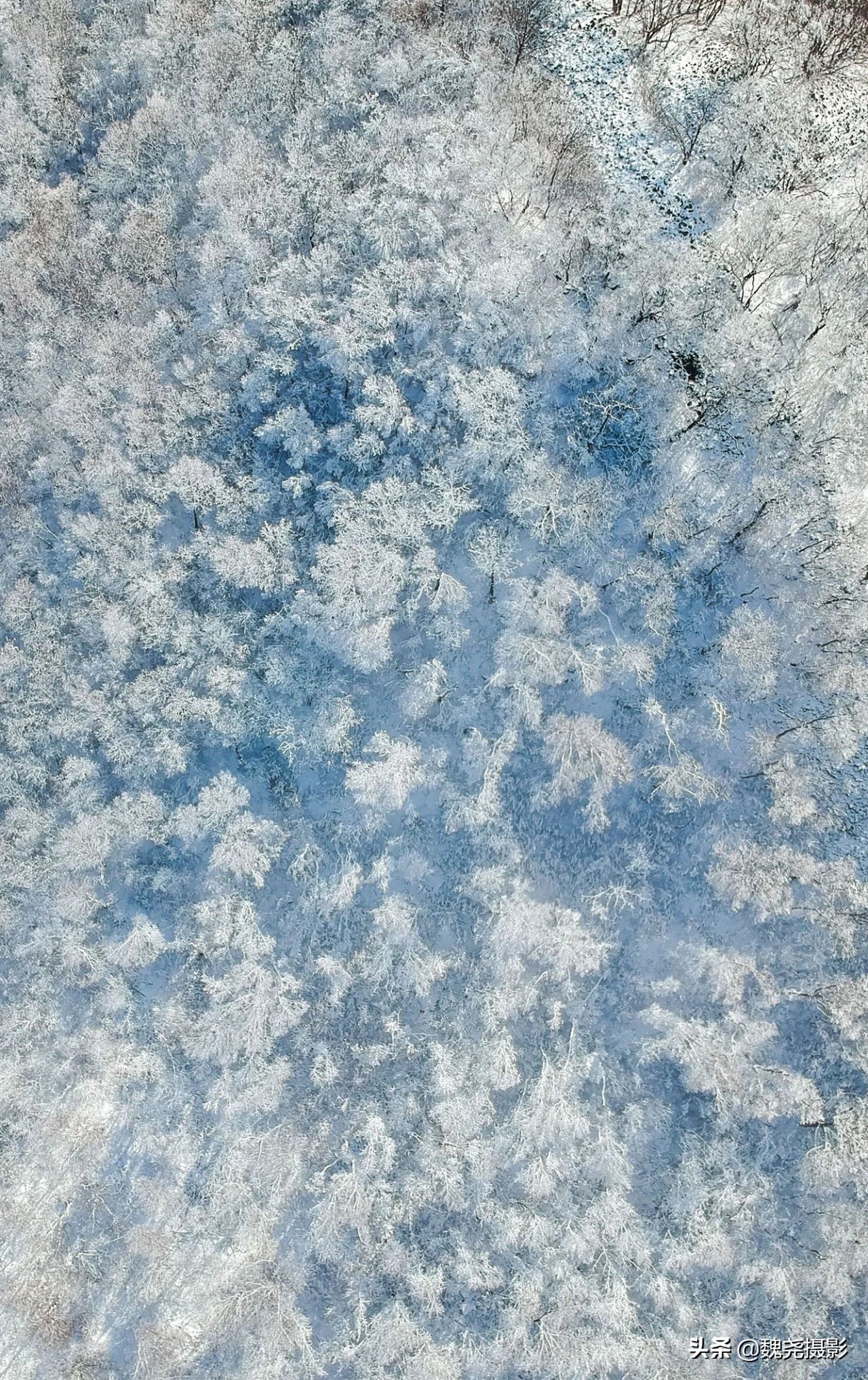 雪+雾凇+侧金盏+款冬=一次完美寻花之旅