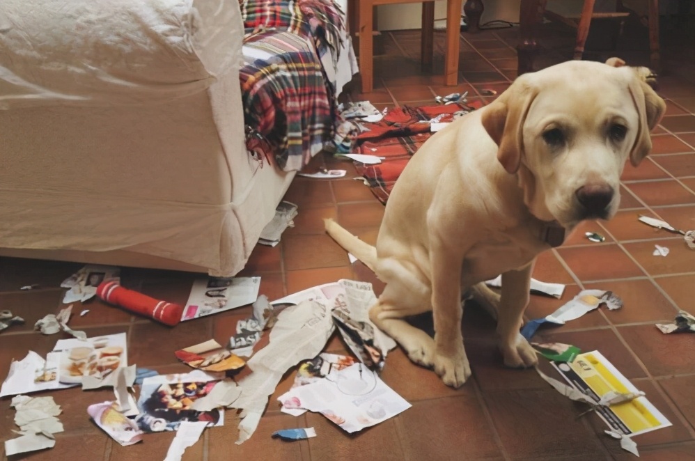 盘点狗界五大败家子你敢养吗,狗界最怂的6种狗有危险溜得很快