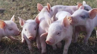 母猪产前产后怎样管理,母猪下崽10多天母猪不吃食发烧