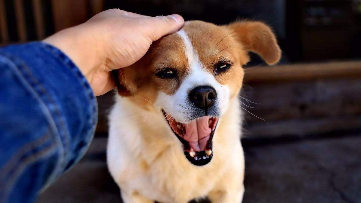 狗狗打嗝一抽一抽的想吐吐不出来,狗狗打嗝拉不出大便