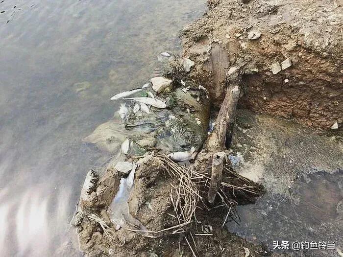 非法捕鱼是犯法吗,非法捕鱼是违法还是犯法