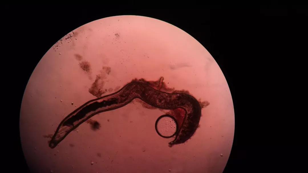 狗子偷偷亲我的第N次，难道不是真爱吗？