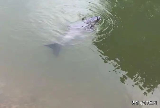 为什么遛鱼会没有劲,遛鱼为什么那么费力