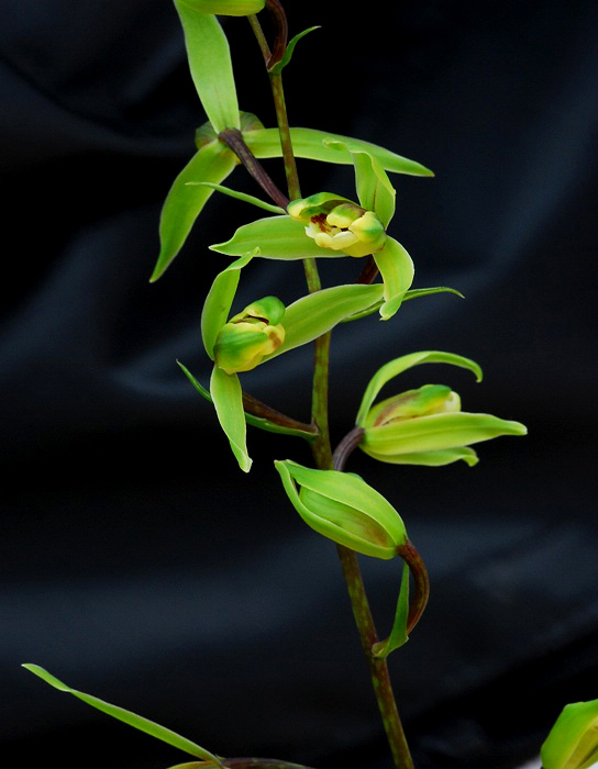 兰花八大名品价格,荷瓣兰花第一名品