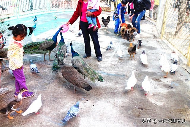 亲子游玩动物园地点推荐,假期亲子去哪玩