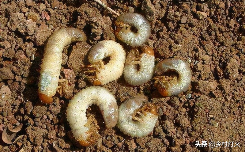 种花生如何应对地老虎,花生地老虎用什么药打