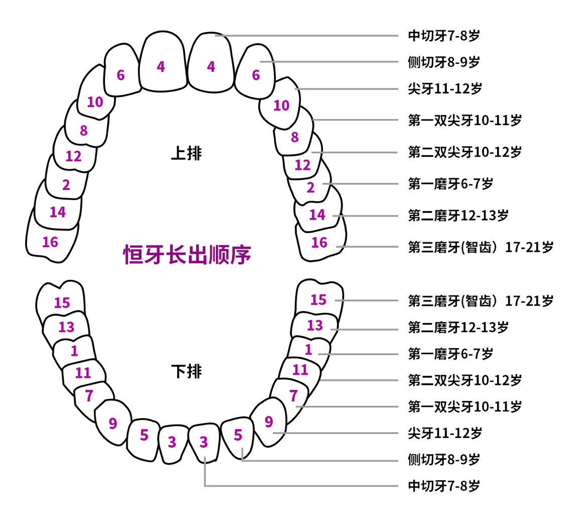 怎样帮狗狗度过换牙期,怎样最快换牙