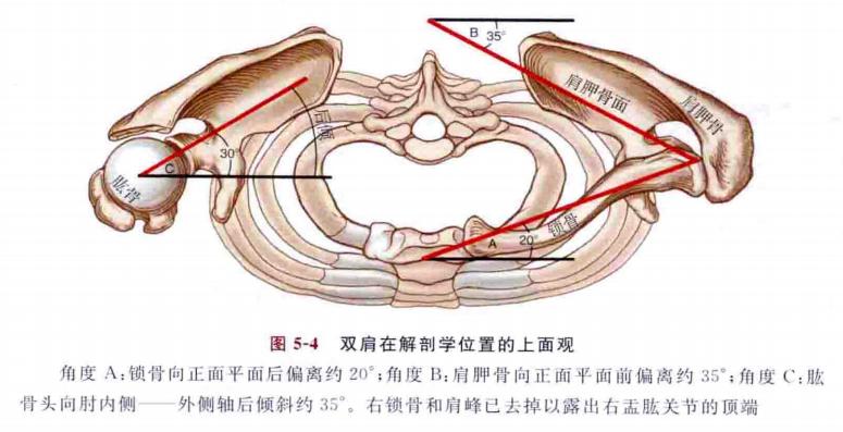 让你不再“肩”熬——肩峰下撞击综合征全攻略