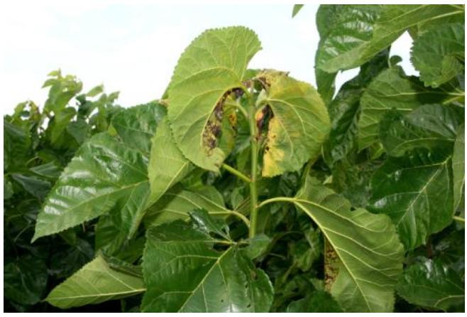 植物细菌病分类,植物细菌病害的识别依据