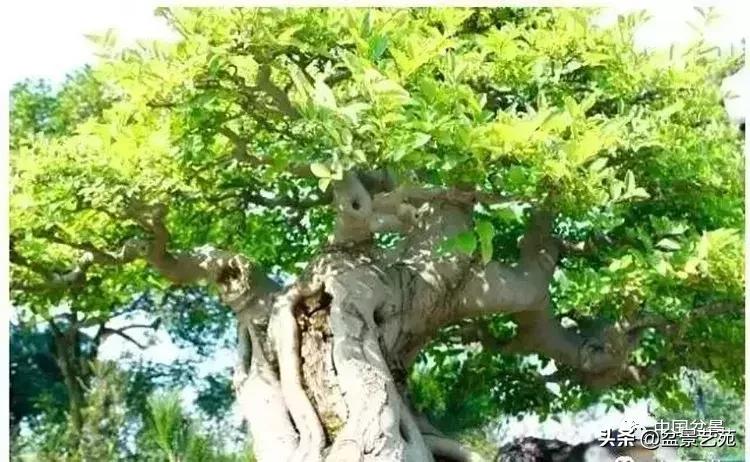 最简单的金奖盆景,金奖榆树盆景制作