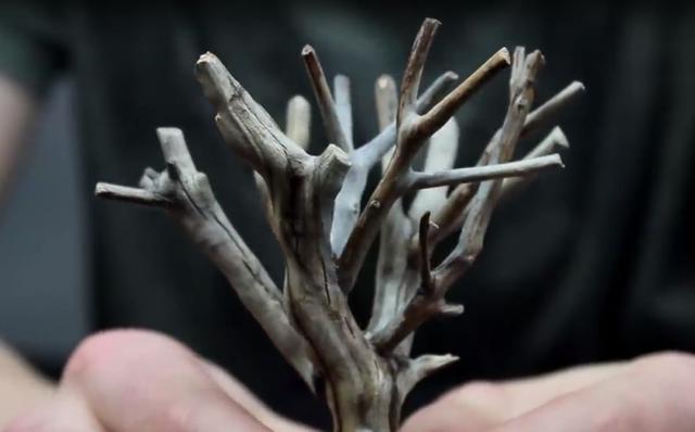 莫斯树到底好不好,莫斯树是什么