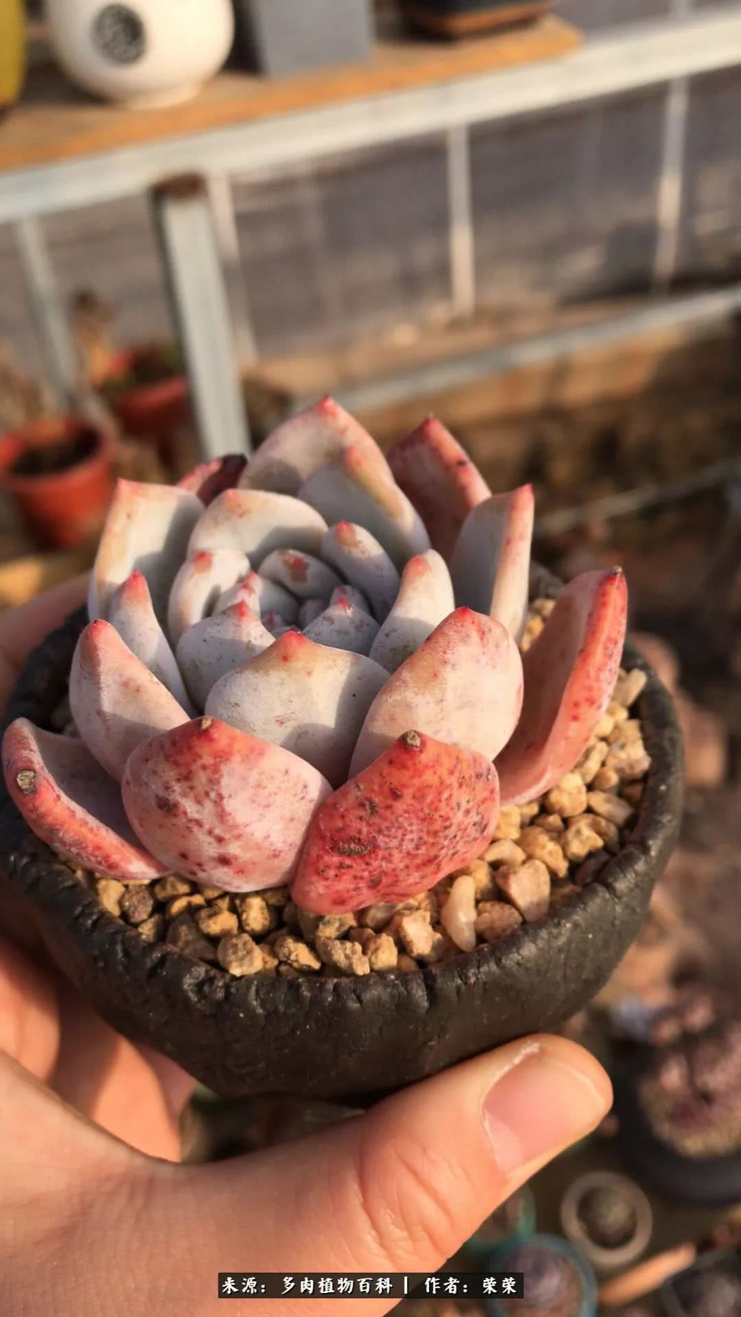 我在包邮区养肉，附多肉越冬度夏养护建议！