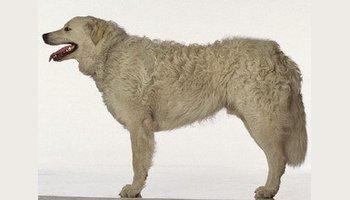 最齐全的狗狗品种介绍及图片,带你了解一下常见狗狗的品种