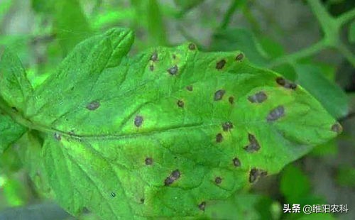 如何防治番茄黑斑病,番茄斑枯病最佳配方