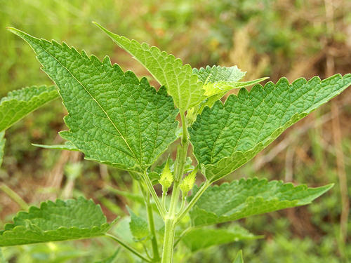 藿香和石香是同一个植物吗,紫苏和藿香是不是同一种植物