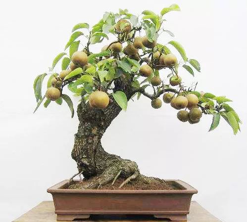 梨树盆景的寓意,梨树盆景大全欣赏