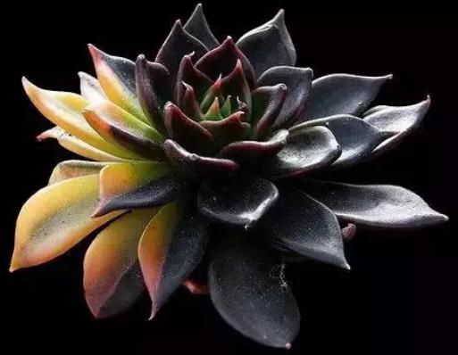 多肉养出状态来有多美?这102种多肉控养上色之后美呆了