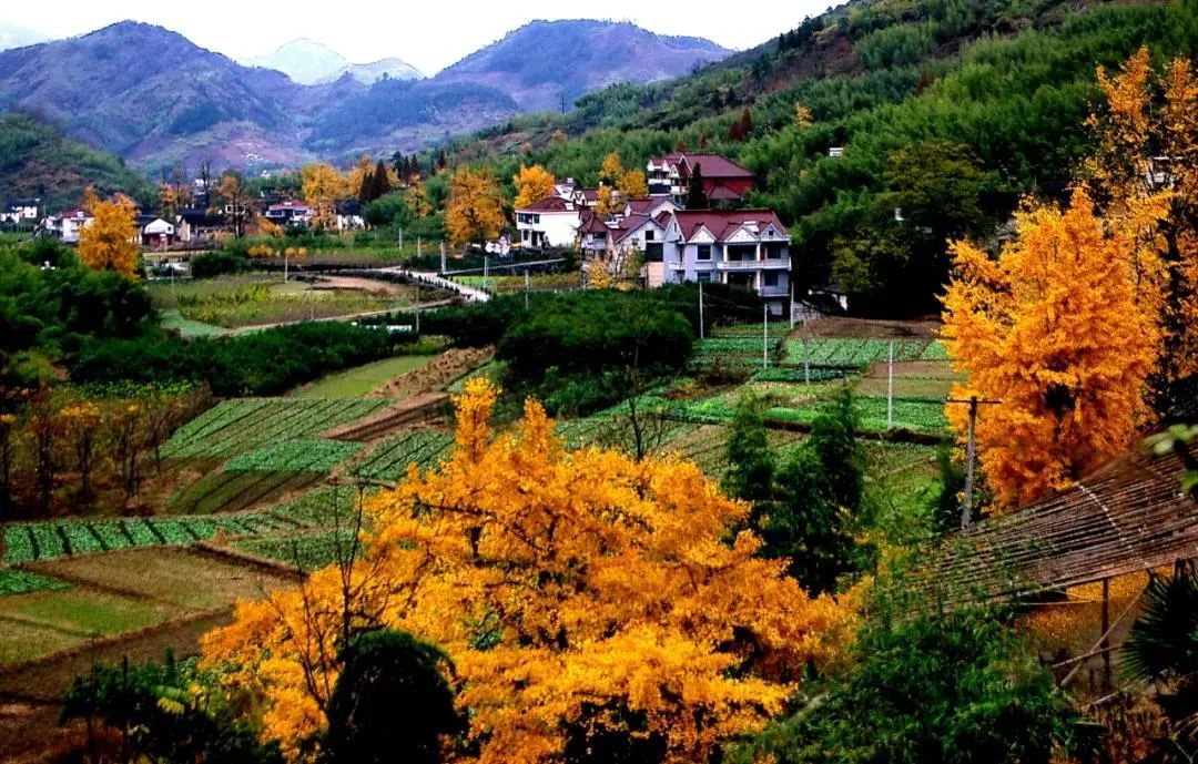 满地尽是黄金叶!来余杭及周边这几个地方,享受限定的初冬浪漫吧