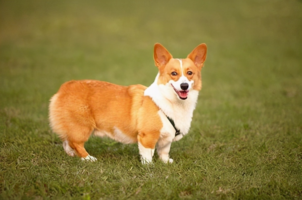 柯基来姨妈什么样是正常的,戈赞养宠物视频