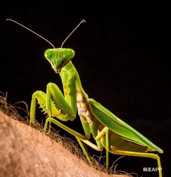 螳螂肚子里为什么都是虫子,螳螂的肚子破了流出来黄色的东西