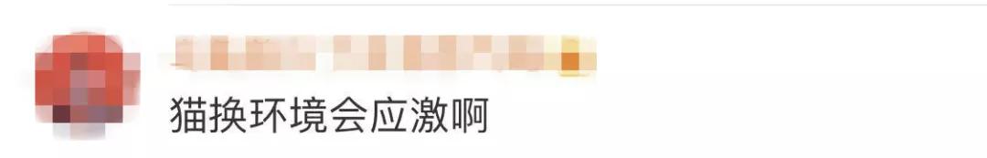 租猫一天多少合适,猫咪租赁一般多少钱