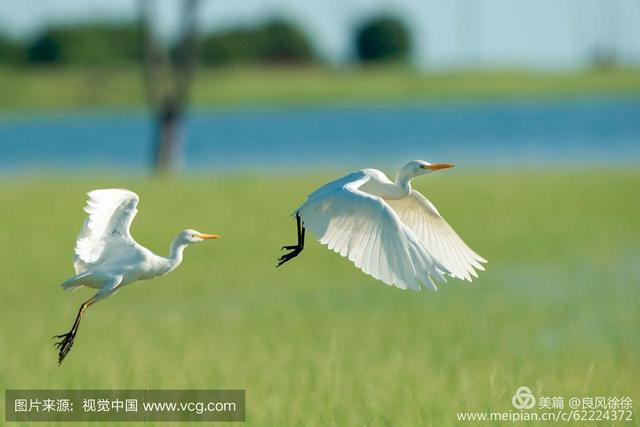 乡土田野的散文,乡土散文遥望麦田