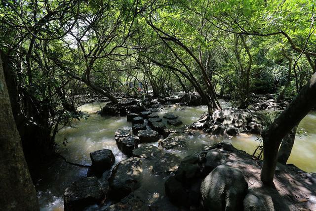 被毒蛇咬了能把蛇打死吗,被毒蛇咬了毒蛇的蛇胆解毒吗