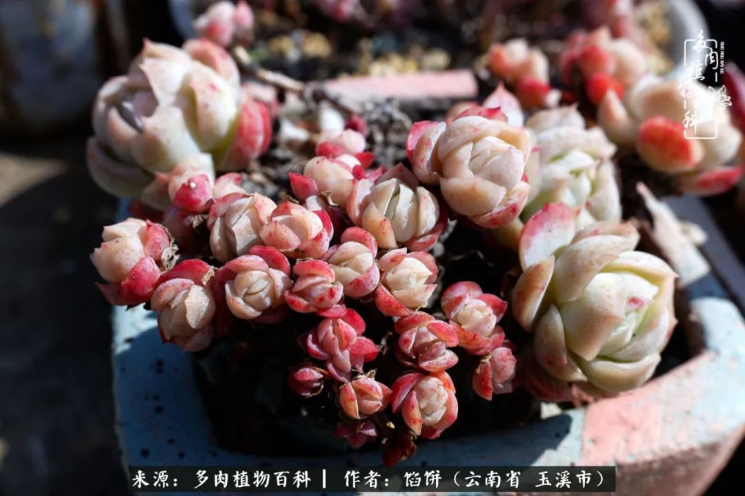 多肉对比图片,多肉对比高清图