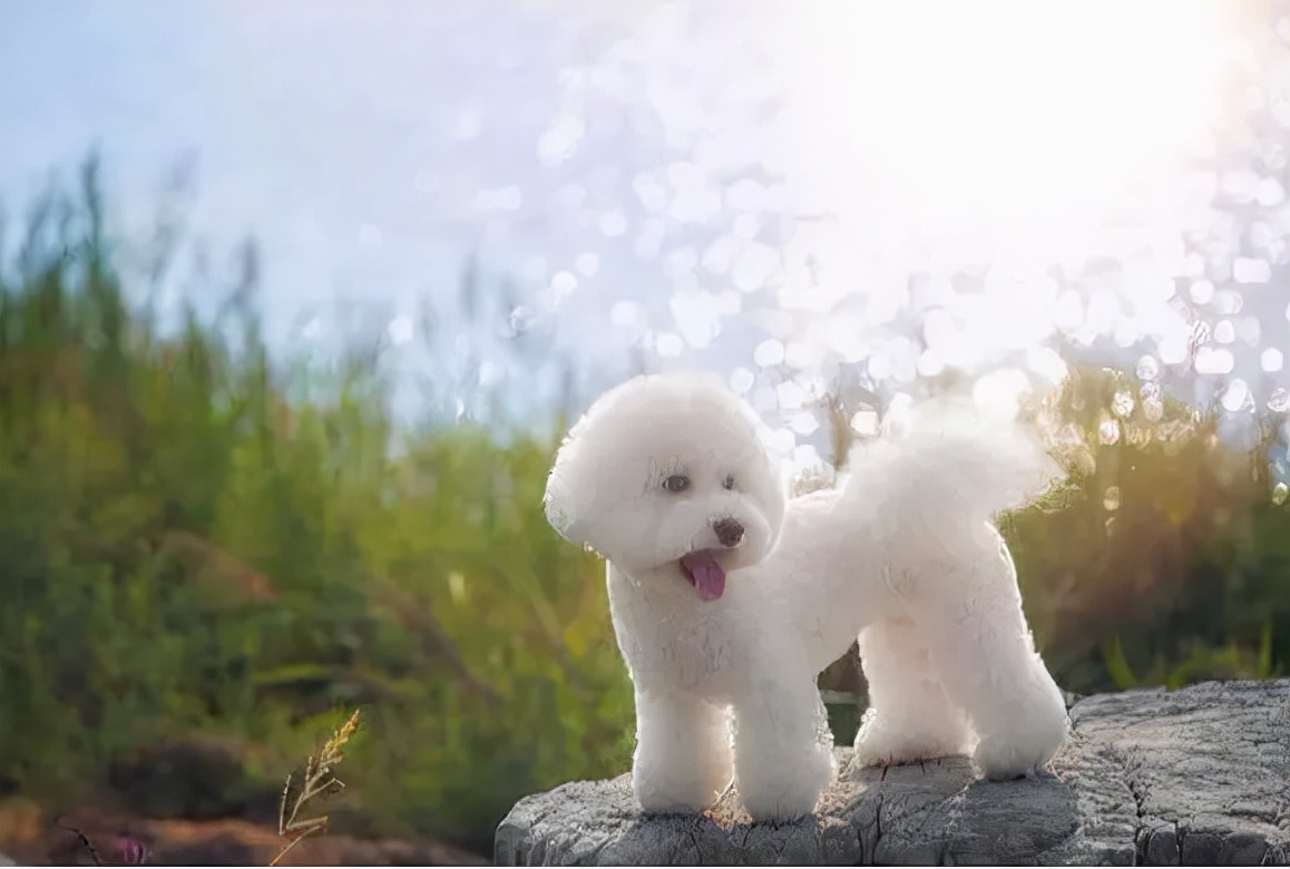 灵缇狗价格多少钱一只,什么狗适合家养价格便宜