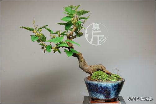 盆栽观赏树枯萎怎么补救,盆栽树枯萎的叶子可以剪掉吗