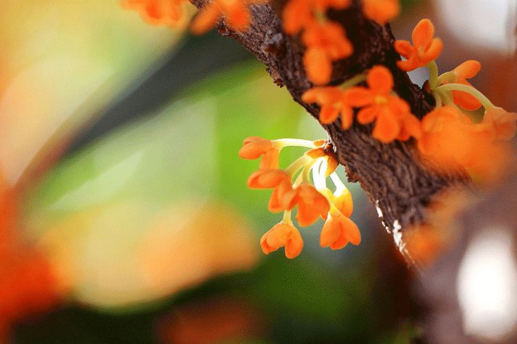 如果灵魂有香气希望是桂花味,如果灵魂有香气