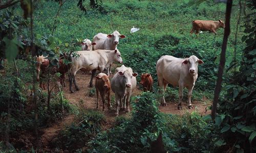 犊牛消化不良的症状与治疗,犊牛消化不良会引起哪些症状